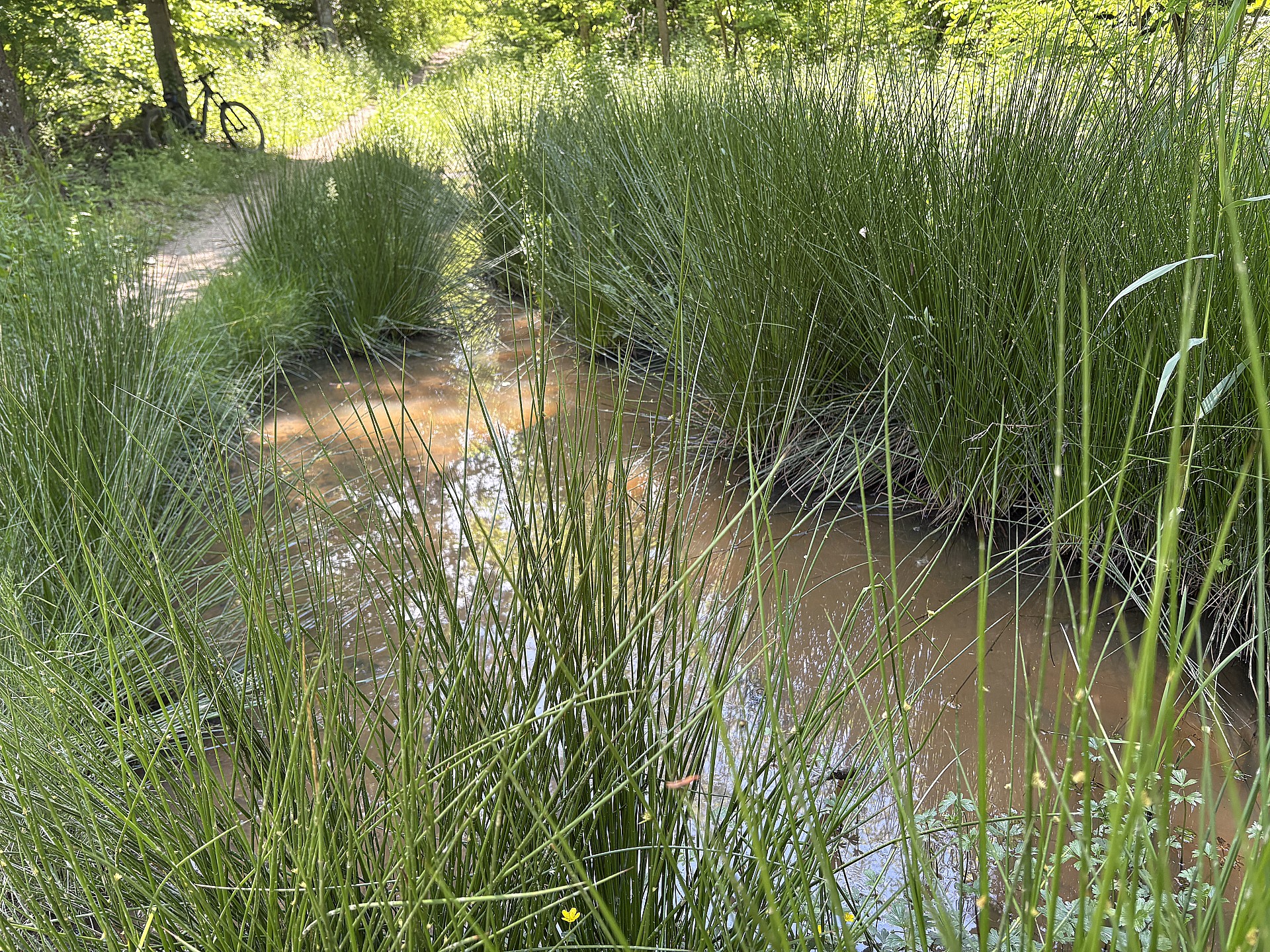 Les travaux forestiers ont laissé une mare maintenant habitée de grenouilles, têtards et autres plantes aquatiques...Tout un biotope s'est installé !