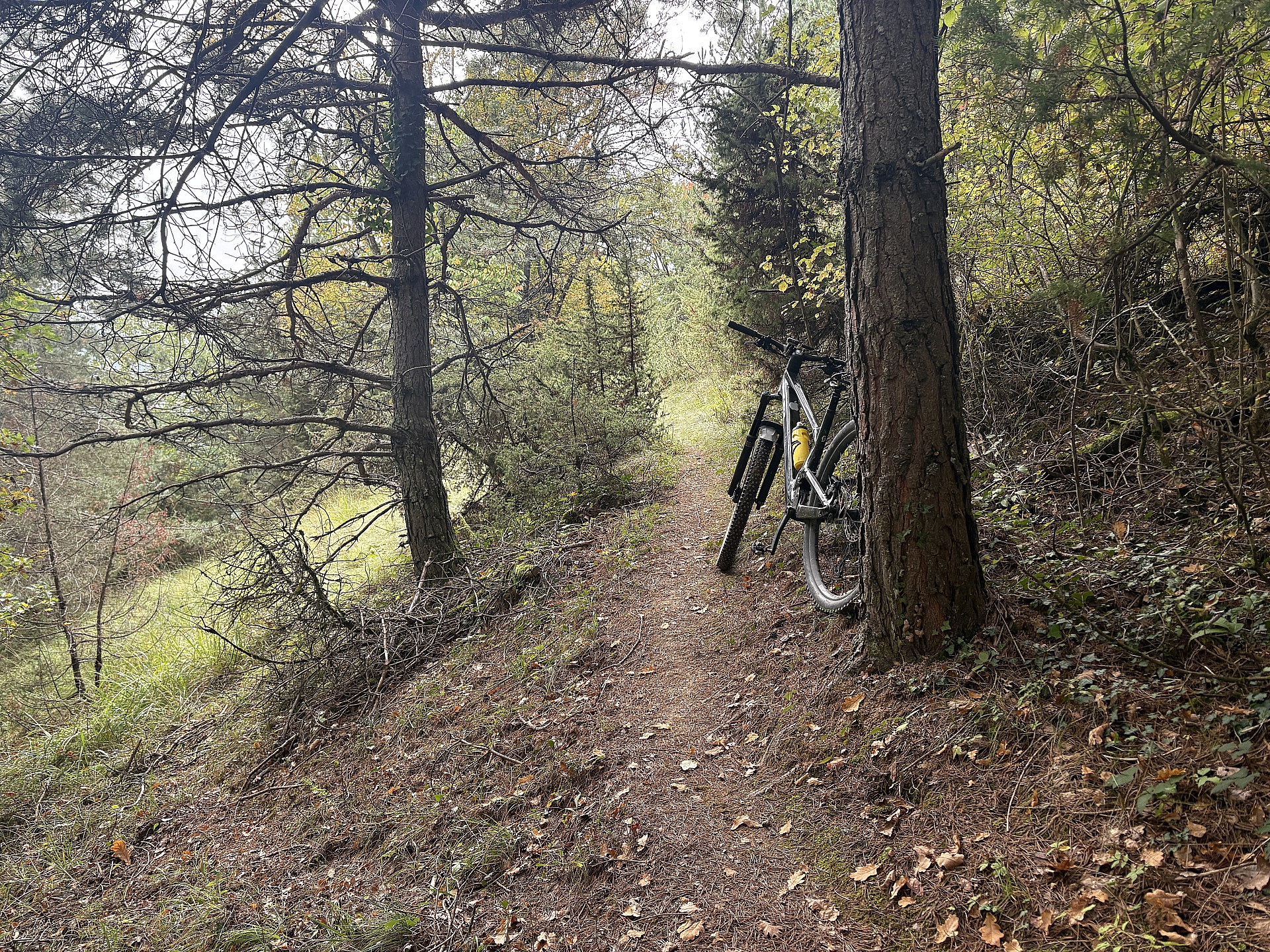 Entre forêt et pâturages !
