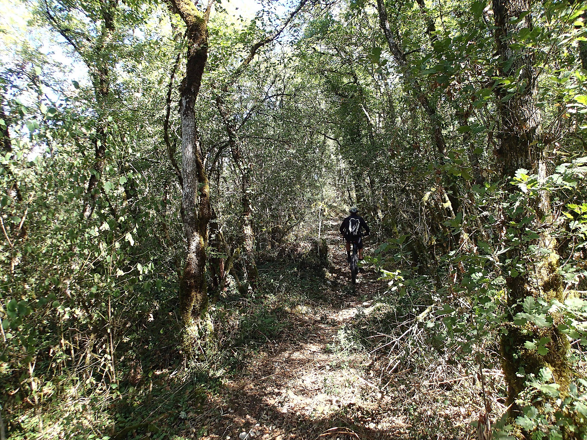 Sentier bien touffu...