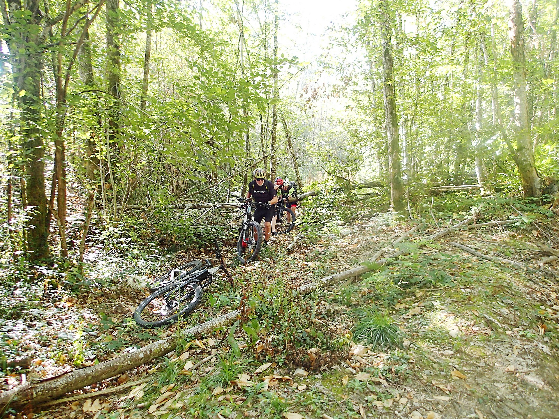 à éviter en période de coupes de bois !