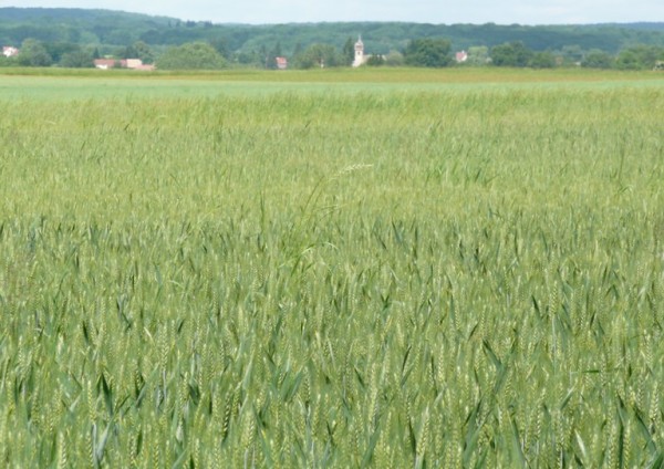 #3 Campagne Franc Comtoise : remarquez le clocher en bulbe typique de la Franche Comté Campagne Franc Comtoise : remarquez le clocher en bulbe typique de la Franche Comté