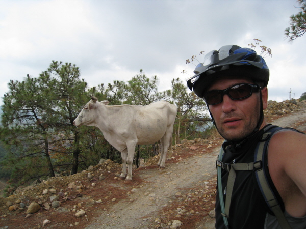 Vache : Au bord de la falaise le bestiau,meme pas peur!!!