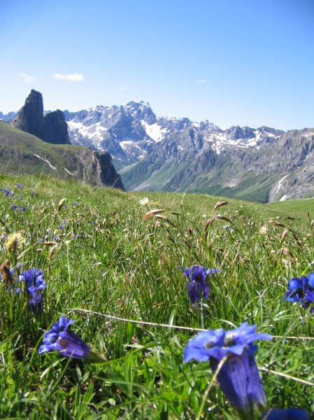 Col de Mary, versant italien : Toujours des fleurs