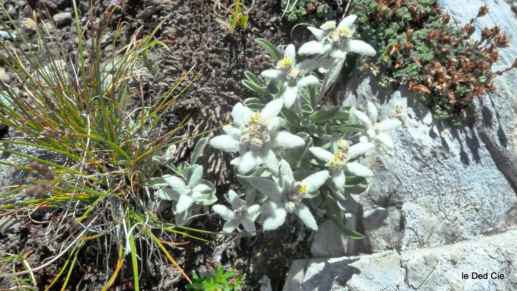 flore du Truc : Parterre d'edelweiss au Truc