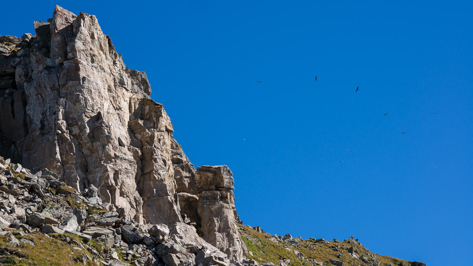 Crête de Lognan : vol de vautours