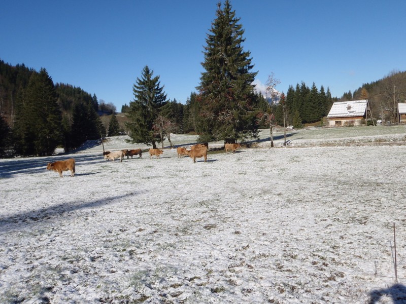 #11 La Gouille. : Vaches m La Gouille. : Vaches m'en chaud!