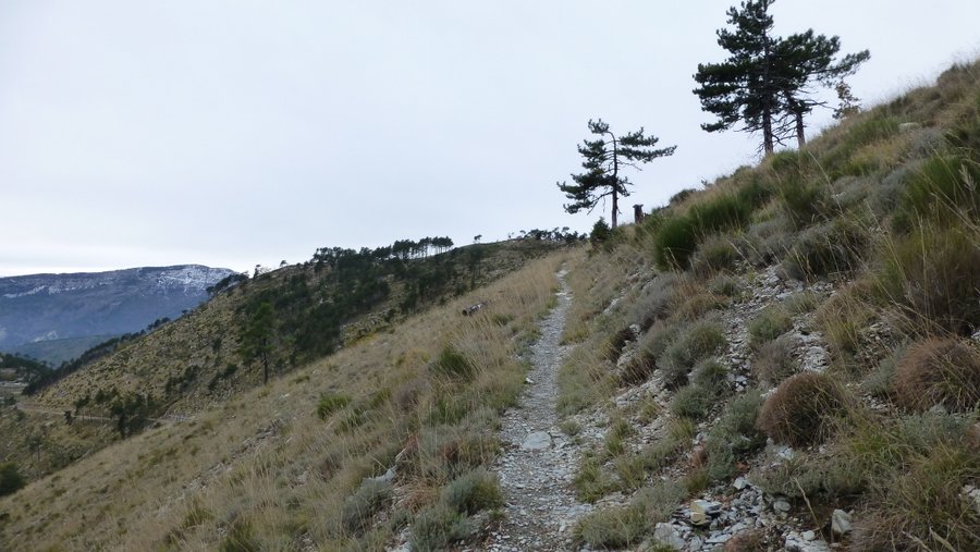 Montée vers le Mt Auri : Superbe section de sentier