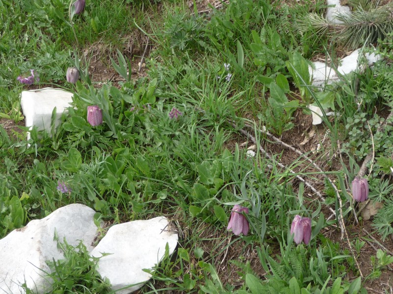 Tulipe Noire : Fleur de roche.