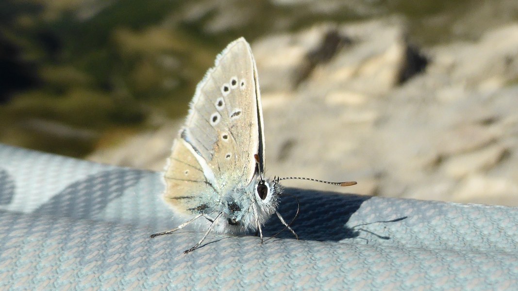 Papillon : Passager Clandestin