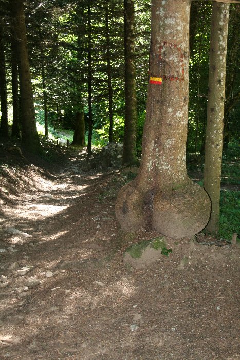 #20 Parfois dame nature s Parfois dame nature s'ennuie...
chemin qui descend du Mt Veyrier