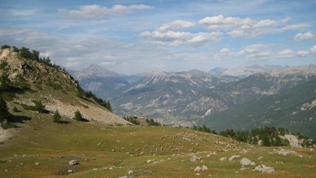 Briançonnais : Les moutons gambadent au-dessus du couloir Guigou.