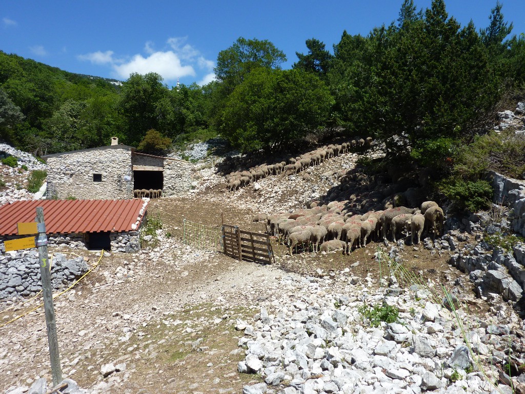 Troupeau de moutons au Jas du Toumple