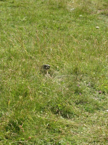 #5 Une petite curieuse : Dame marmotte au détour du chemin Une petite curieuse : Dame marmotte au détour du chemin