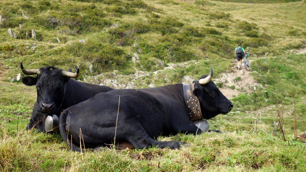Bovine et ses vaches noires