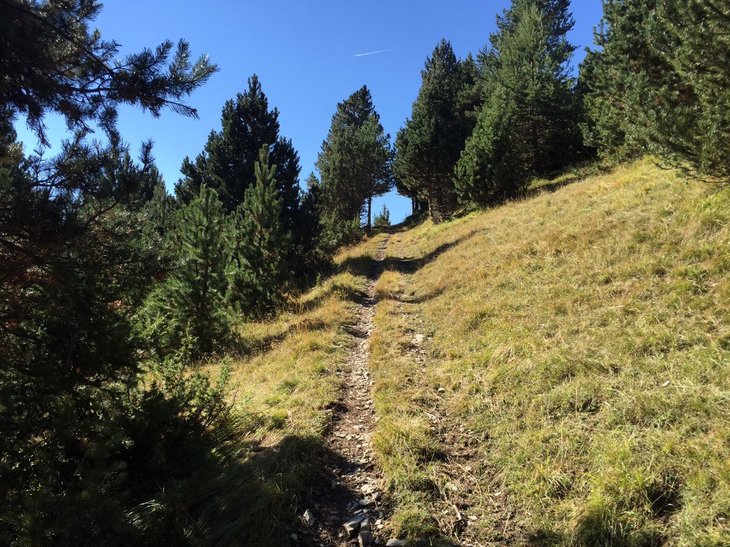 #6 Cheminement en lisière Cheminement en lisière