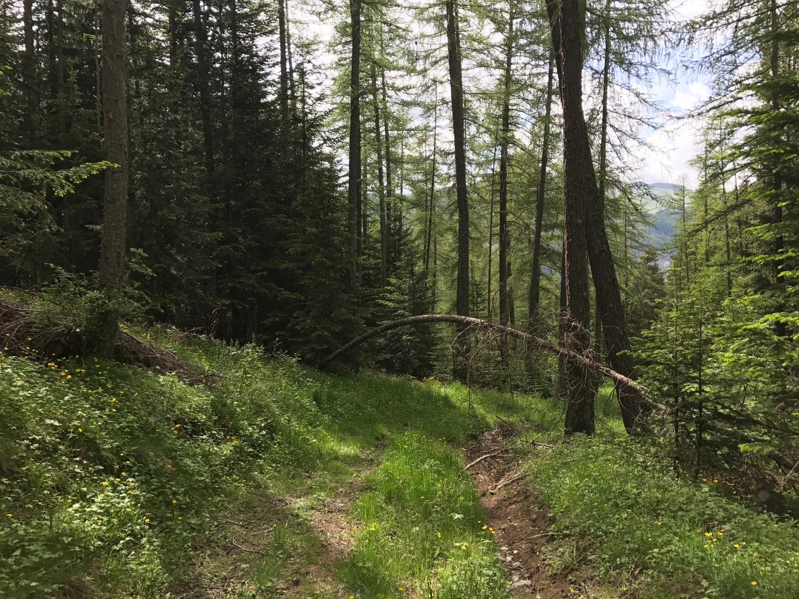 #5 ça monte bien dans la forêt ça monte bien dans la forêt