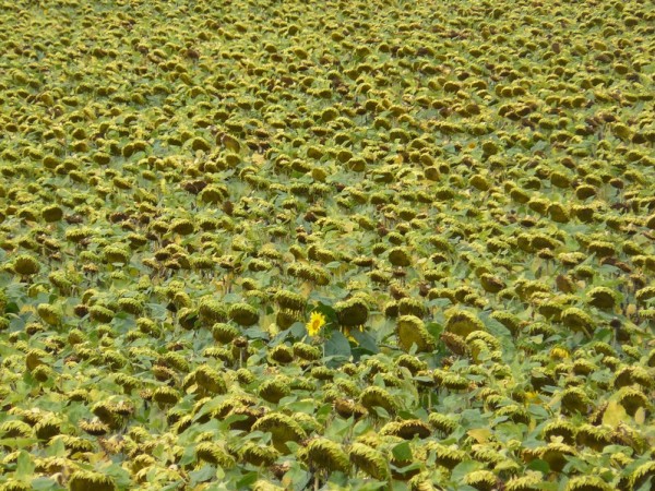 Tournesol : champ