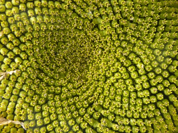 Tournesol : de Monnet ...