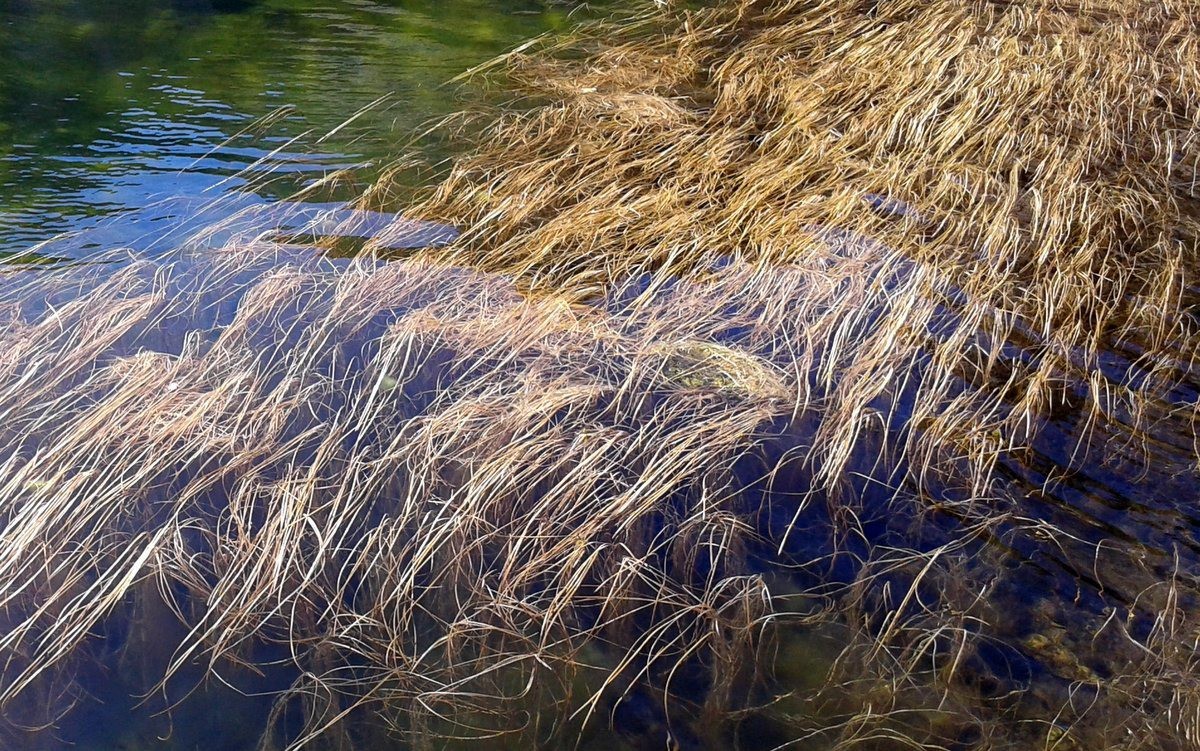 algues lacustres