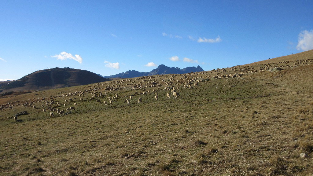 Moutons sur la piste