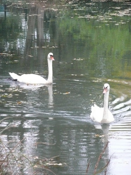 cygnes : du lac de Vaivre