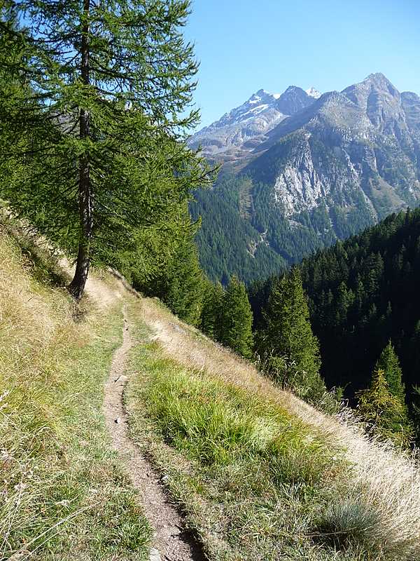 Le Binntal et ses mélèzes : Les fameux mélèzes du Binntal pour Mic'hel