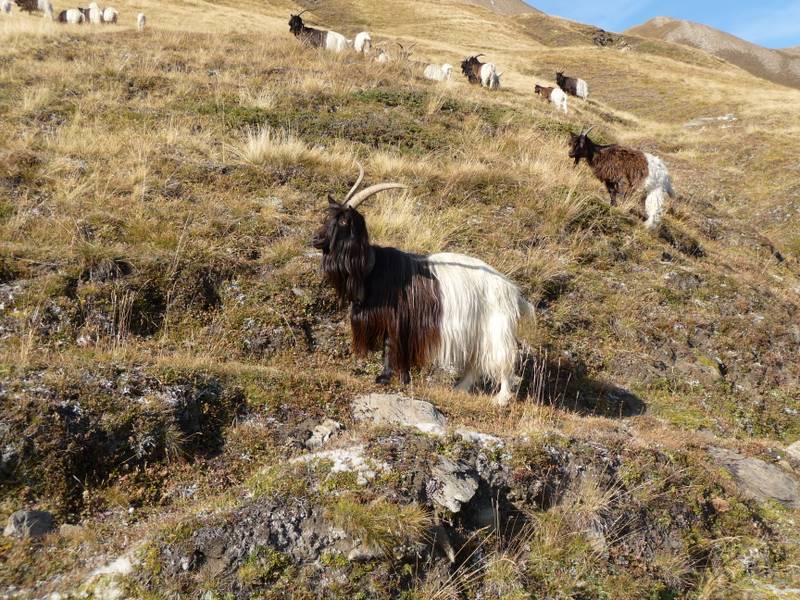 Faune locale