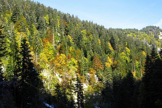 Parc du Mouton : forêt de saison