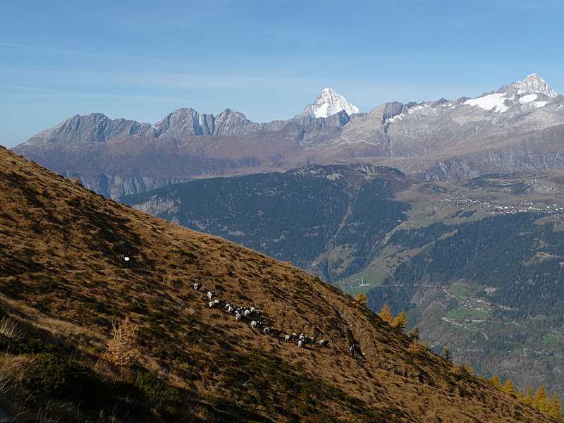 Breithorn : Le Bietschhorn pendant la montée au Breithorn