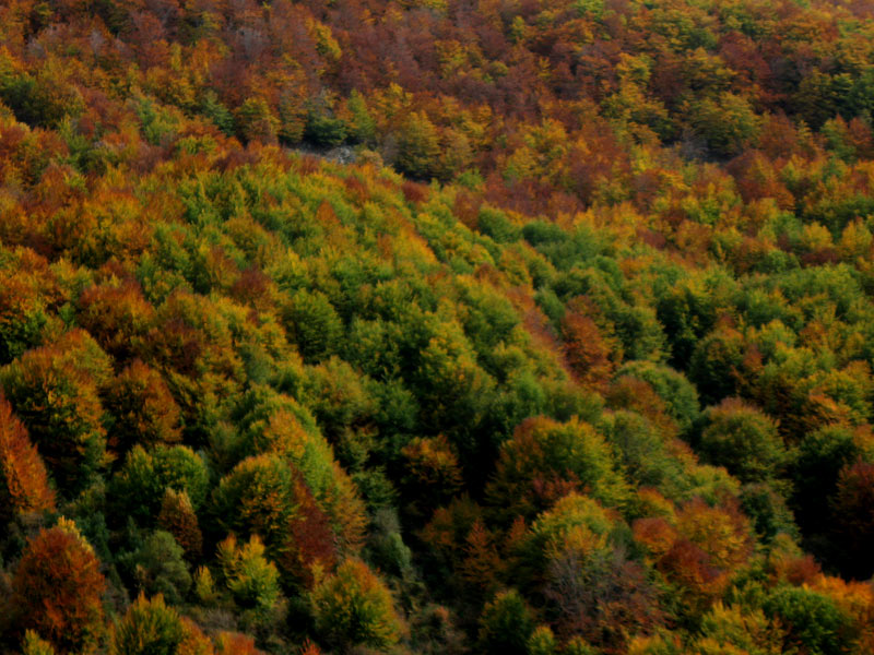 #13 Jolies couleurs : La forêt sous la Punta di Caldane Jolies couleurs : La forêt sous la Punta di Caldane