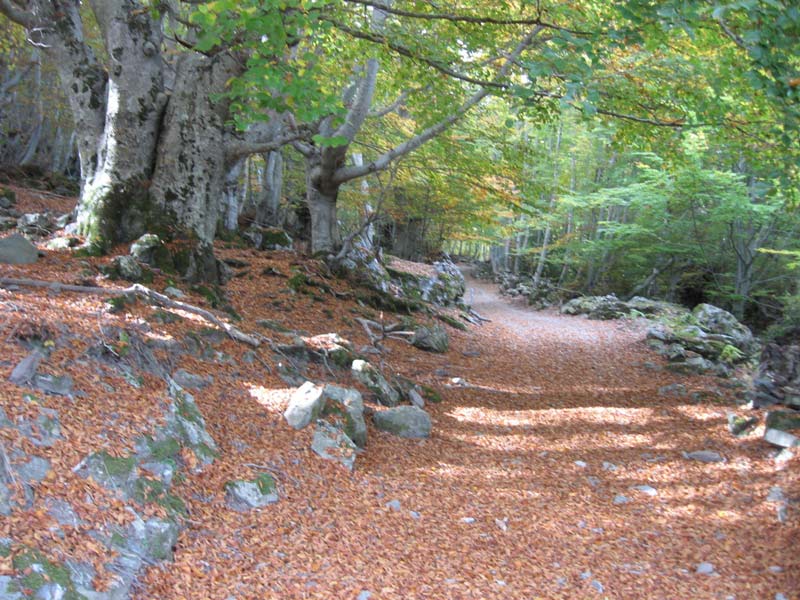 #3 piste du San Petrone : Sentier des feuilles mortes local piste du San Petrone : Sentier des feuilles mortes local