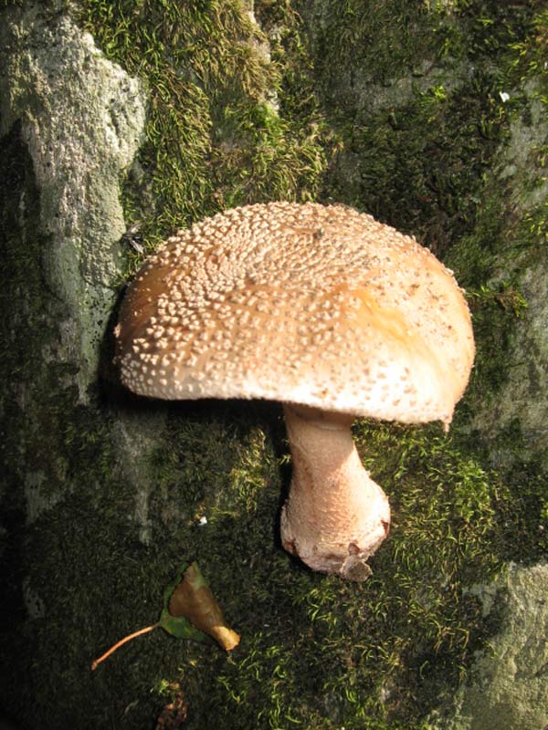 #8 Un Champignon : ça se mange ? j Un Champignon : ça se mange ? j'y connais rien ;)