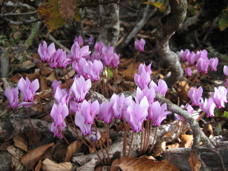 #6 Cyclamen sauvage : Y Cyclamen sauvage : Y'en avait partout...