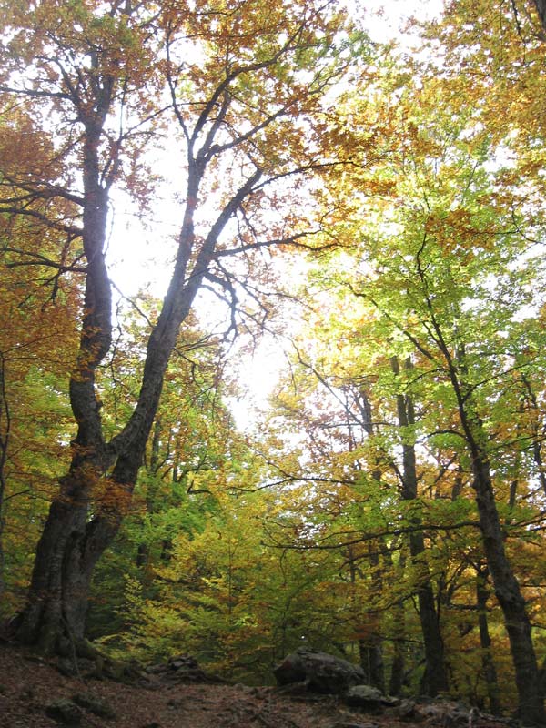 #4 Dans la Hétraie : Couleurs d Dans la Hétraie : Couleurs d'automne
