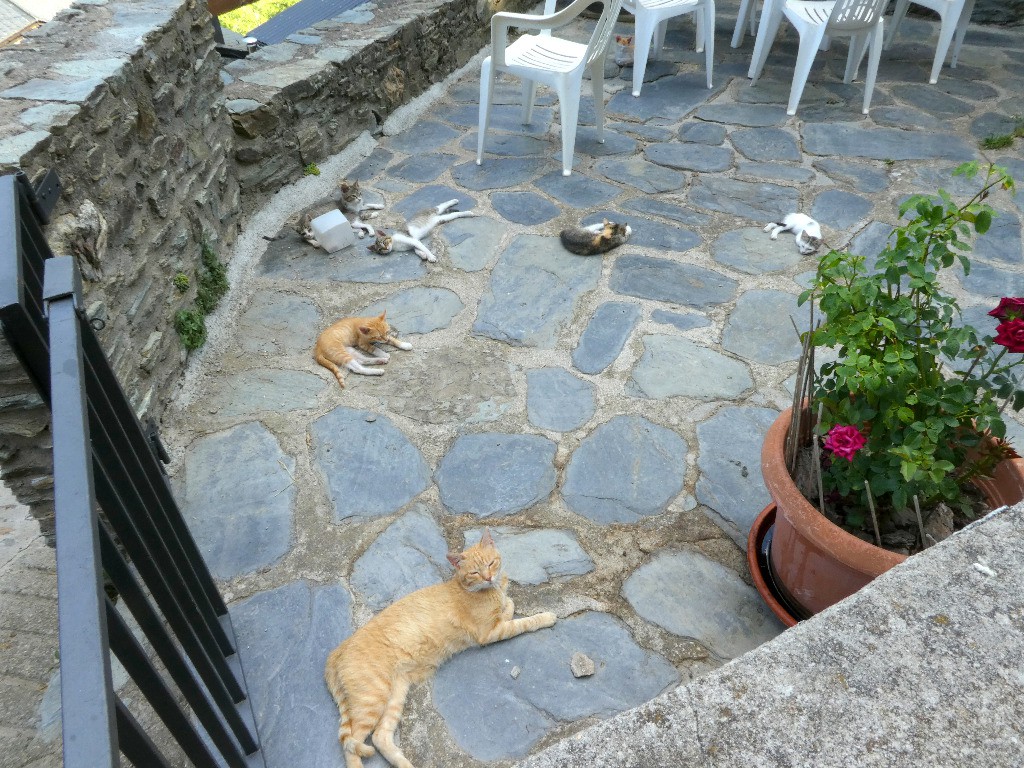 Jour 6: Arestui, quelques chats