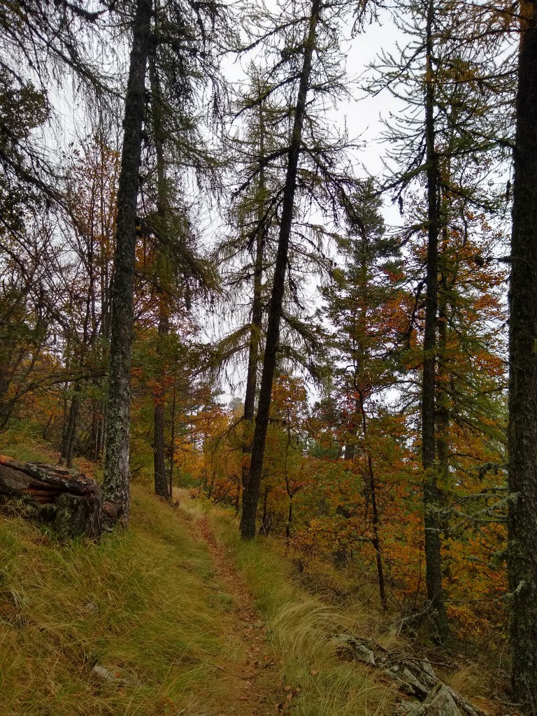 Forêt Domainiale