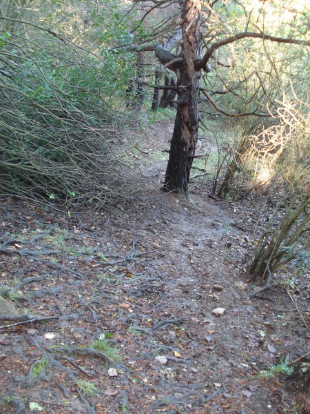 #5 Racines bien zippantes : Descente sur des œufs ! Racines bien zippantes : Descente sur des œufs !
