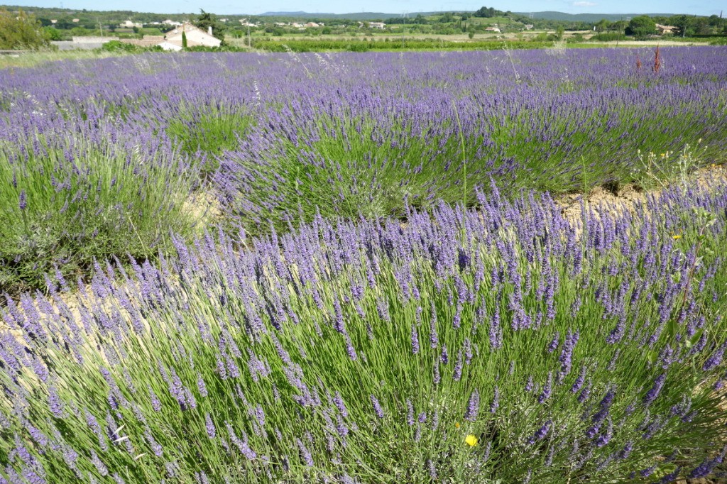 #44 Lavande vers St Marcel d Lavande vers St Marcel d'Ardéche