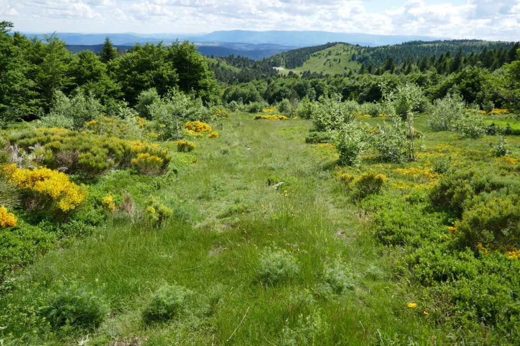 #32 Descente du Grand Tanargue Descente du Grand Tanargue