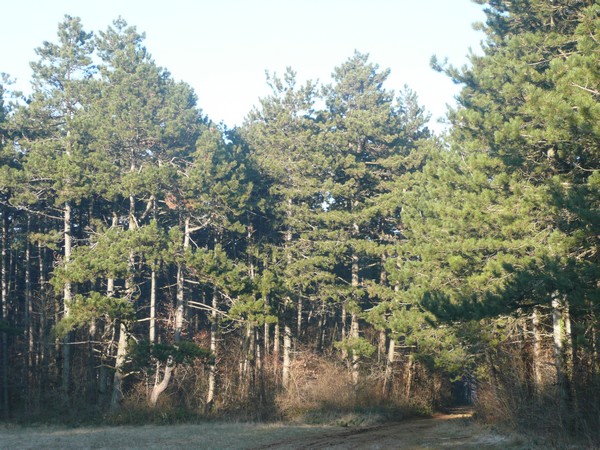 Pins : Les Pelouses Sèches des Monts de Gy