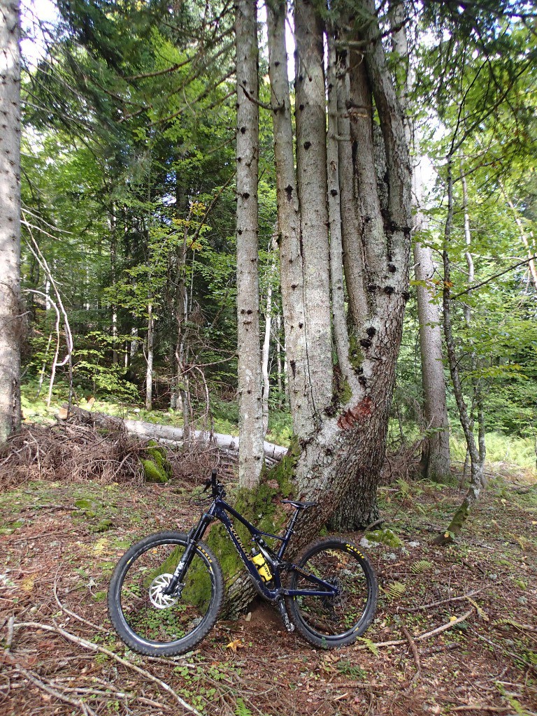 L'Arbre-Harpe !