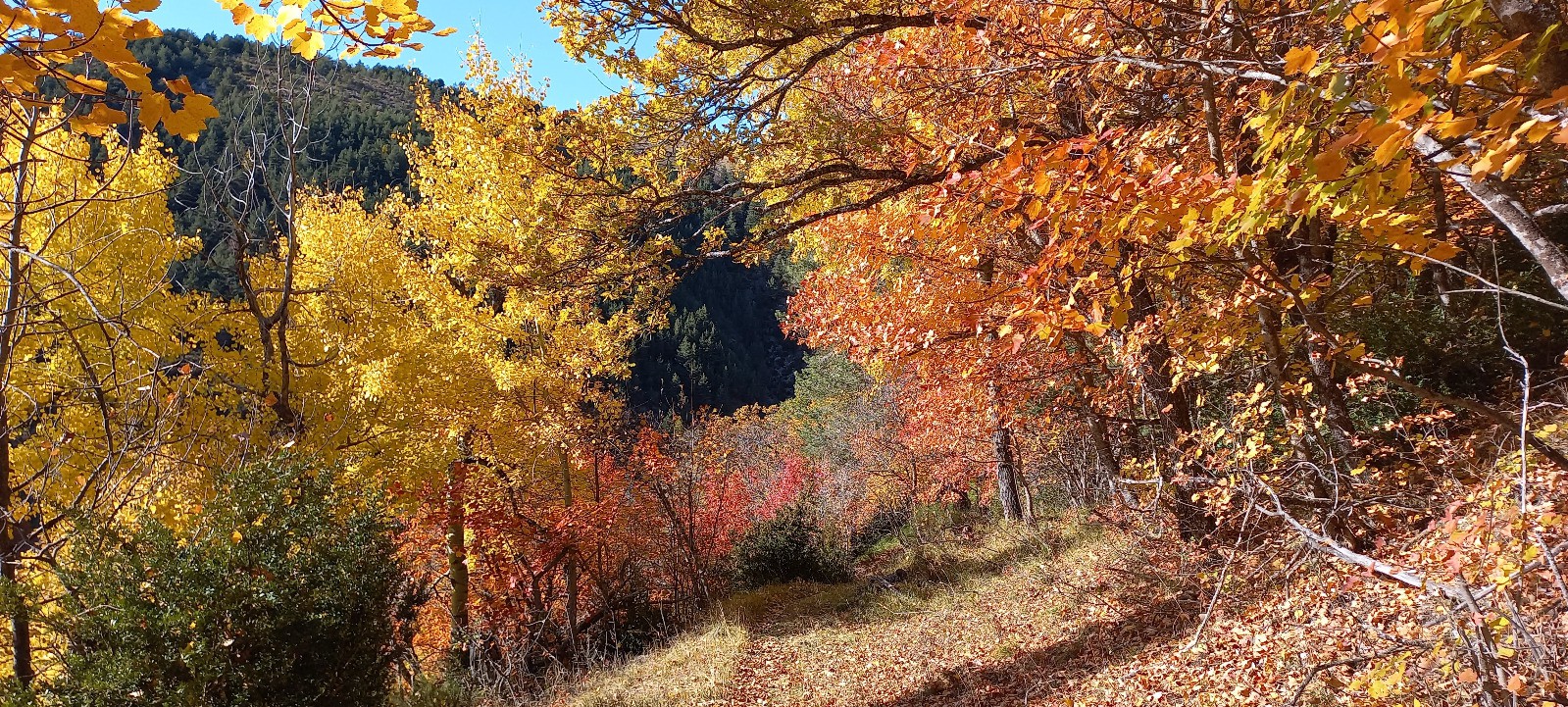 #26 Quelles couleurs ! Quelles couleurs !