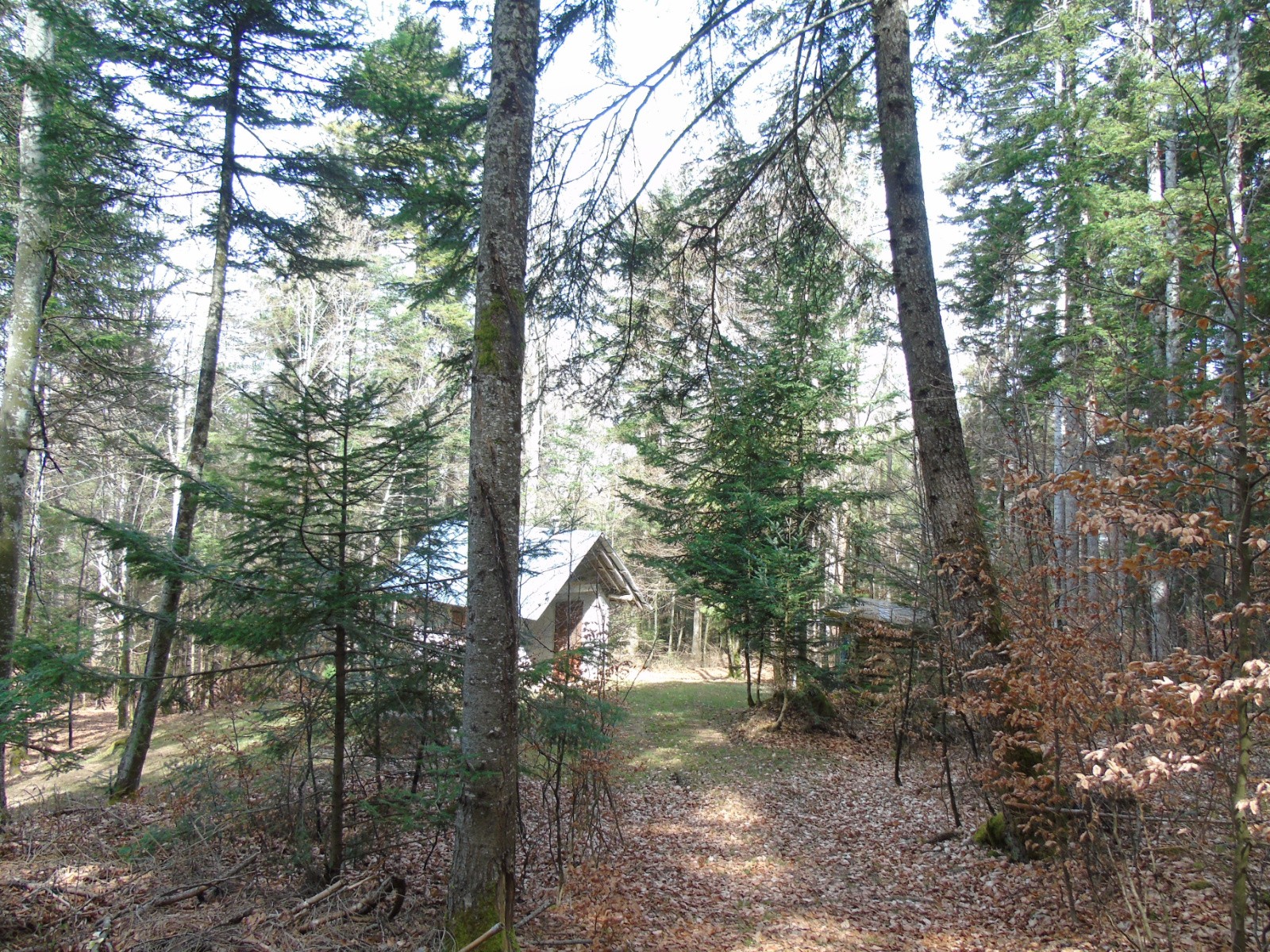 #14 Début de descente dans la forêt Début de descente dans la forêt