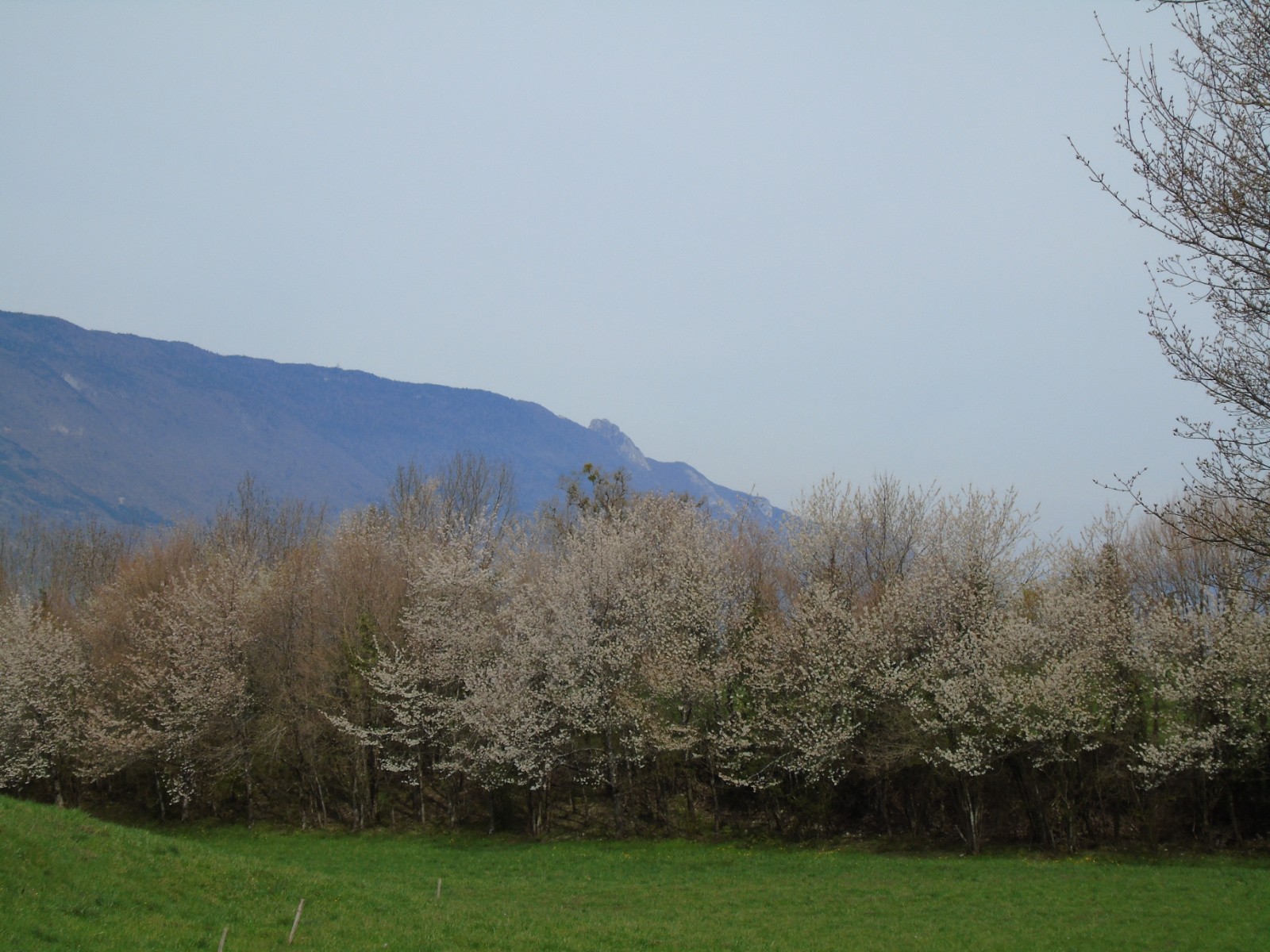 #19 Printemps à la Combe Printemps à la Combe