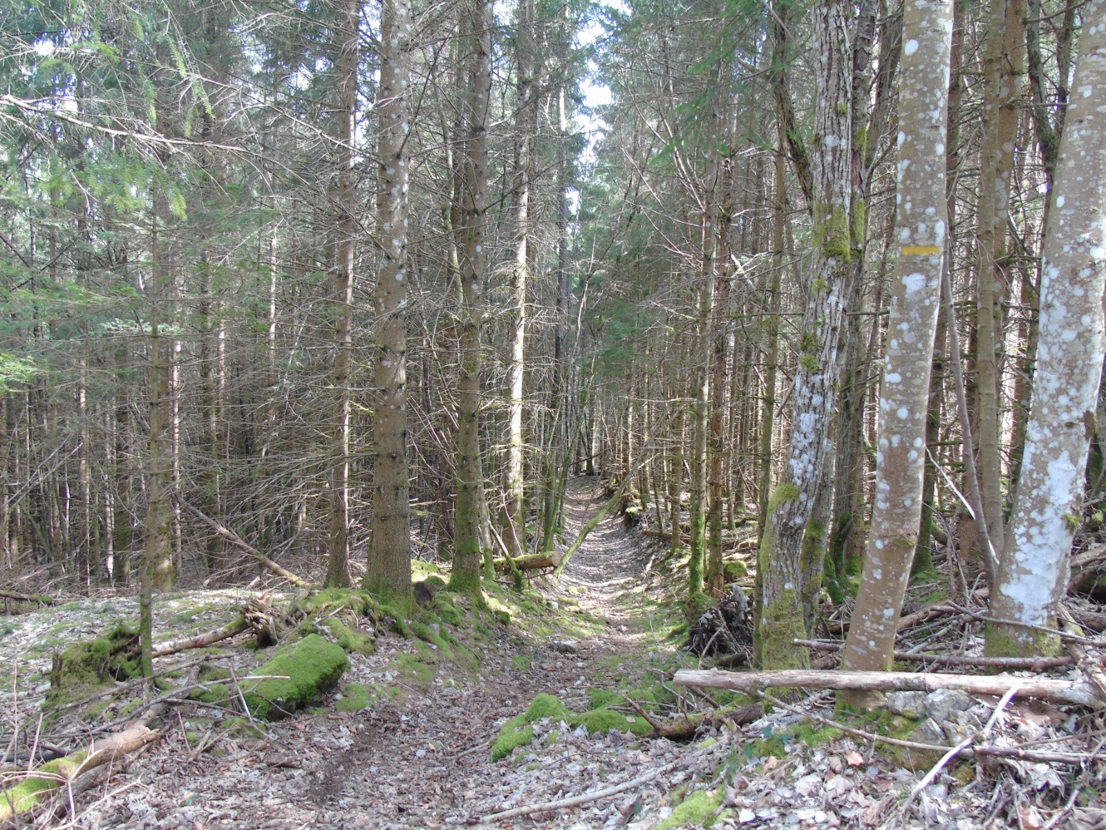 #16 Sentier Sentier