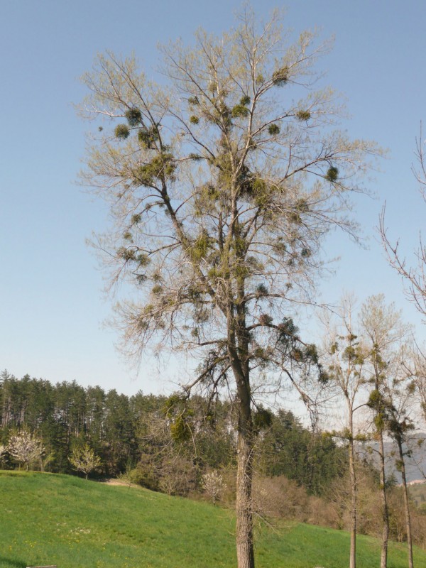 arbre de noel : il n'y a pas que les sapins qui ont les boules