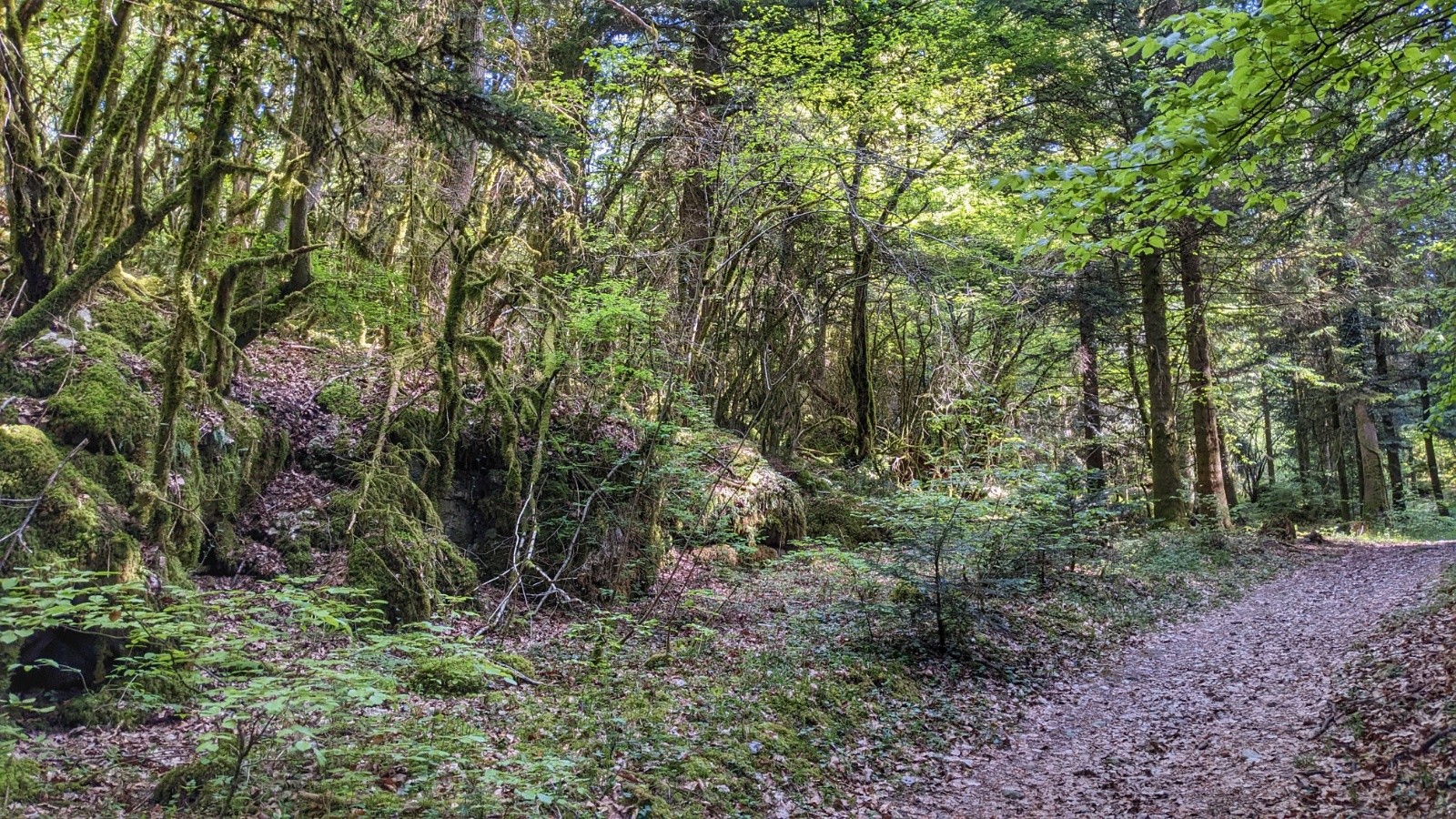  lychen et petit sentier