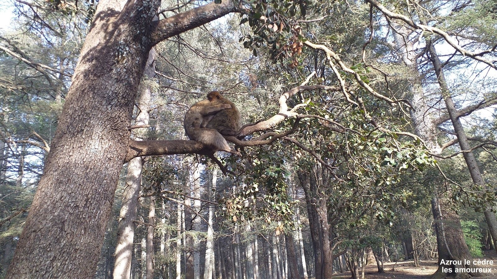 #3 Les singes Les singes
