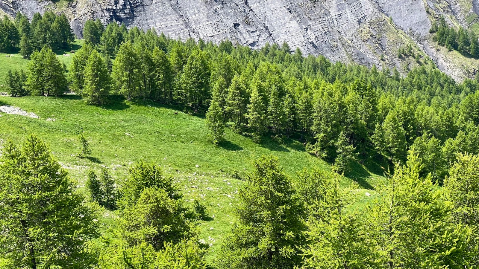 #19 Chamois en pagaille Chamois en pagaille