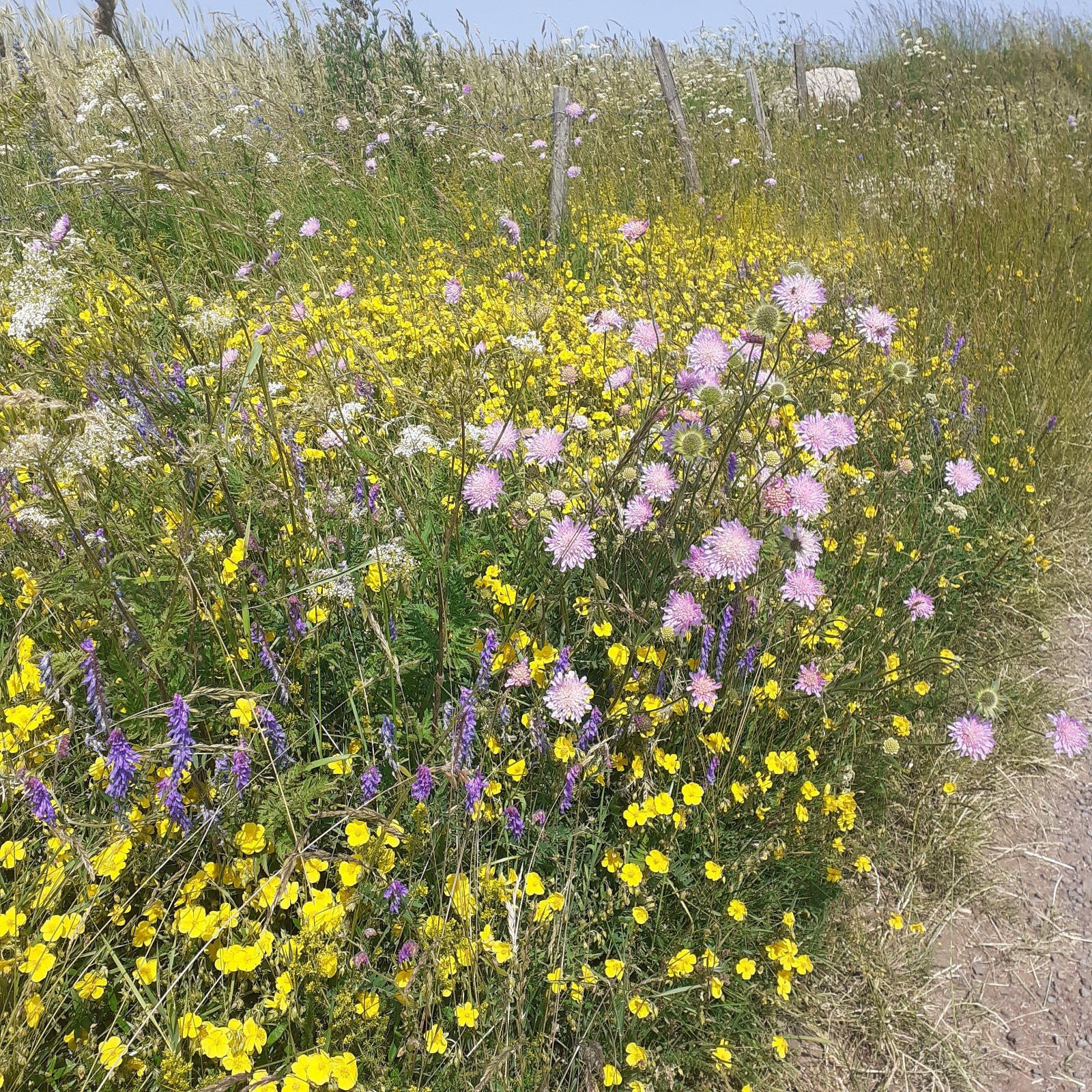 #9 Encore une belle floraison le long des chemins Encore une belle floraison le long des chemins